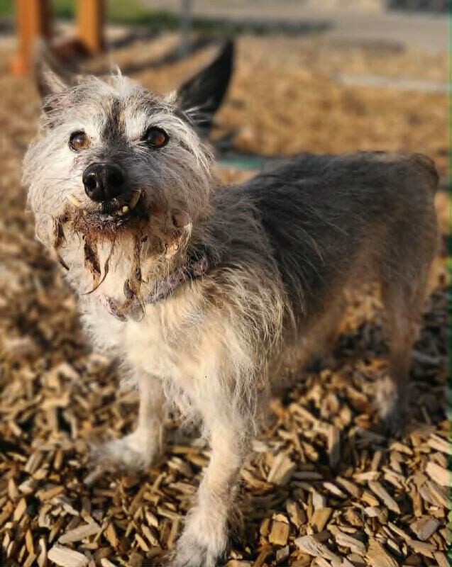 Picture of the Animal Listed